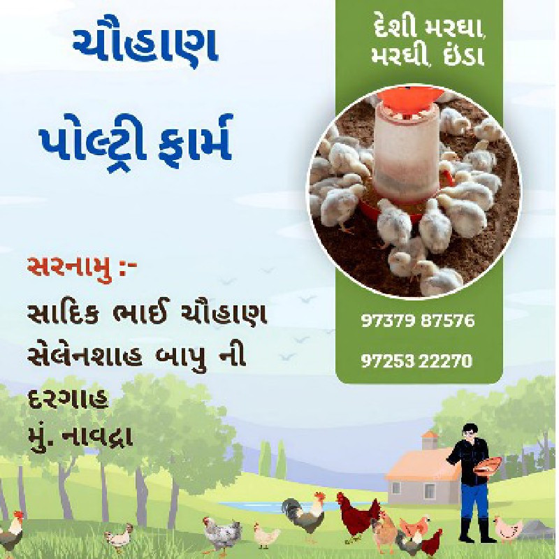 દેસીબચા.મુરગીના...