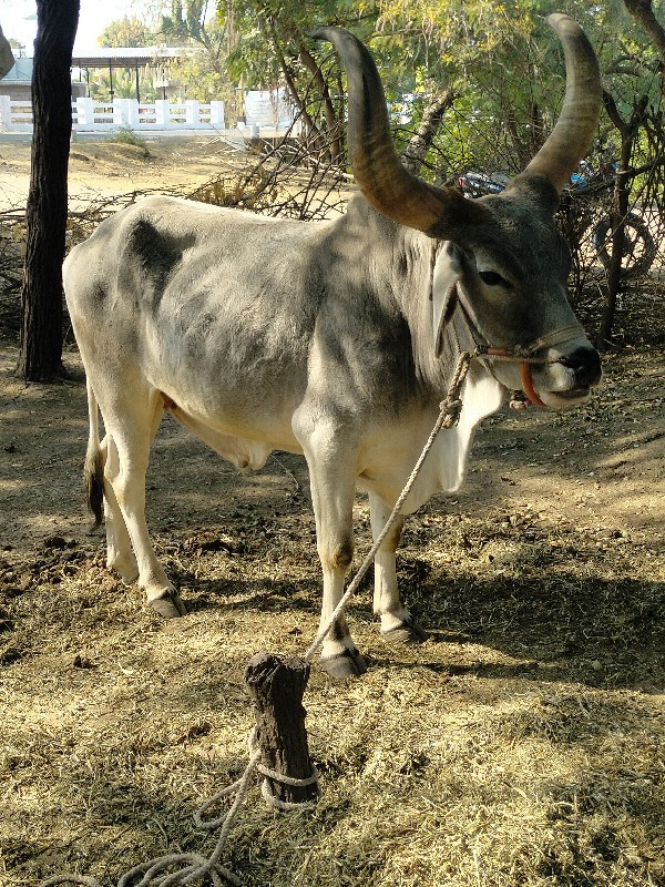 સીમાસી મેંદરડા...