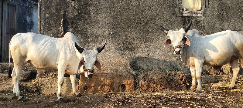 ગોઢલા વેસવાના છ...