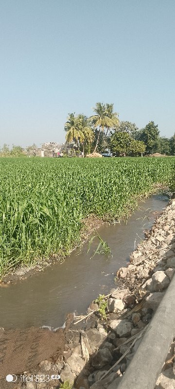 રાણાવાવ.બાજુમા....