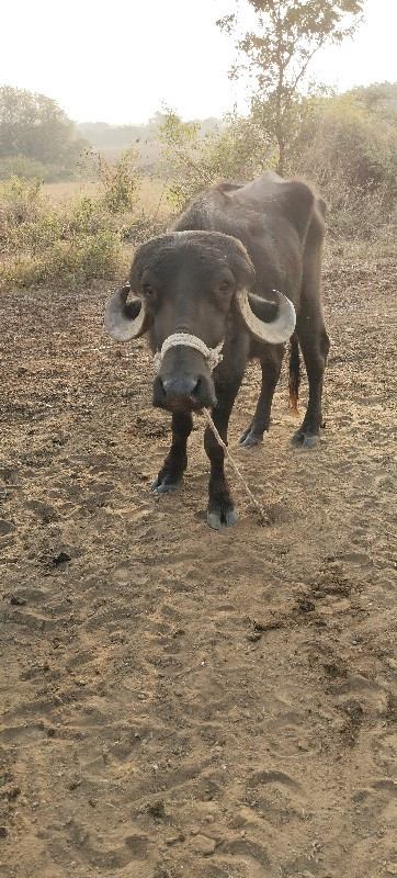 ખડેલા વેચવાના છ...