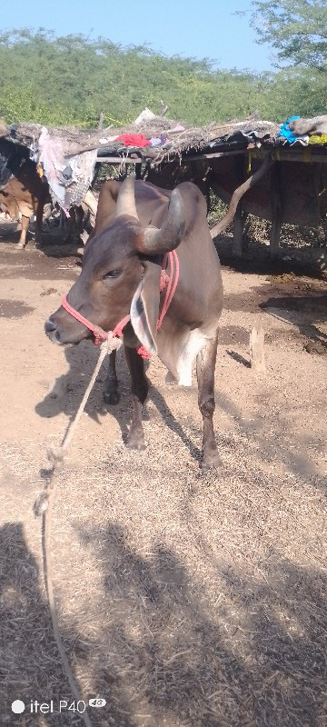 ગાય વેસ વાની સે