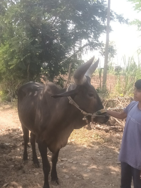 આગૉઢલોવેચવાનોછે