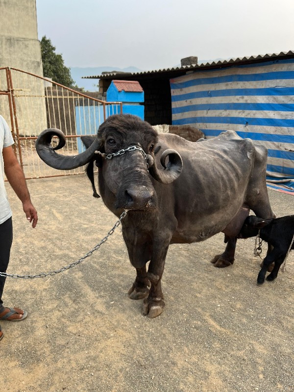 ભેંસ વેચવાની છે