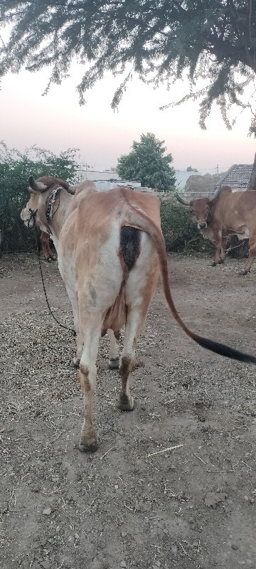 ગાય વેચવાની છે