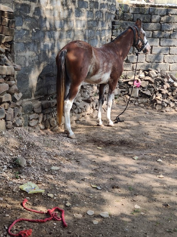 ઘોડી વેચવાની છે