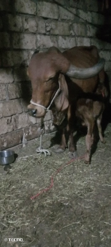 ગાયવેવાનીસે,,બી...