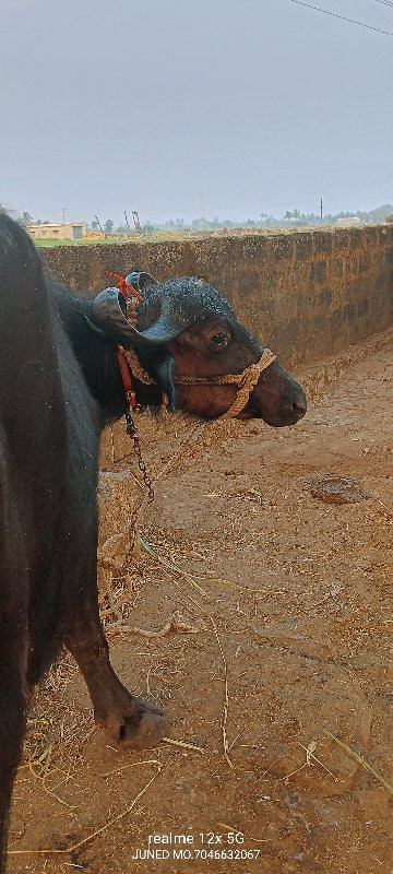 ભેંસ વેચવાની છે