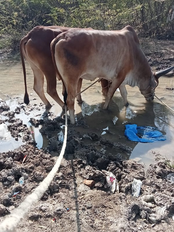 જી હજાર રૂપિયા...