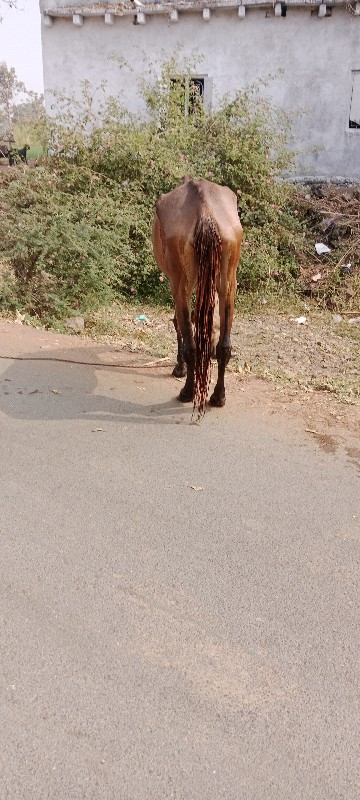 વસેરી