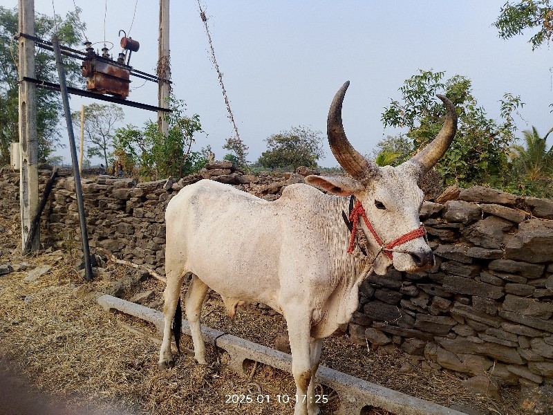 ગોઢલો એક વેચવાન...