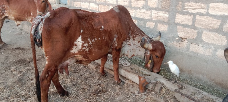 ગાય વેચવાની છે