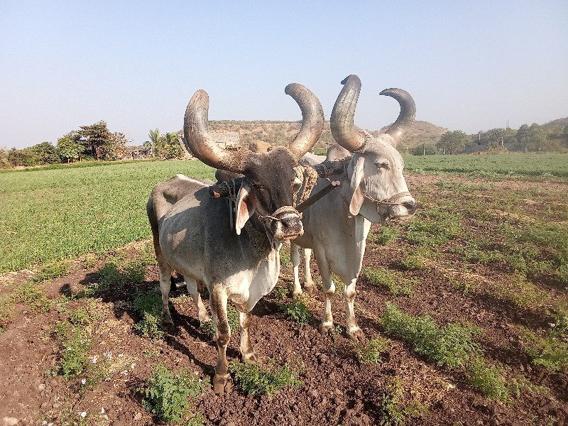 બળદની જોડ વેચવા...