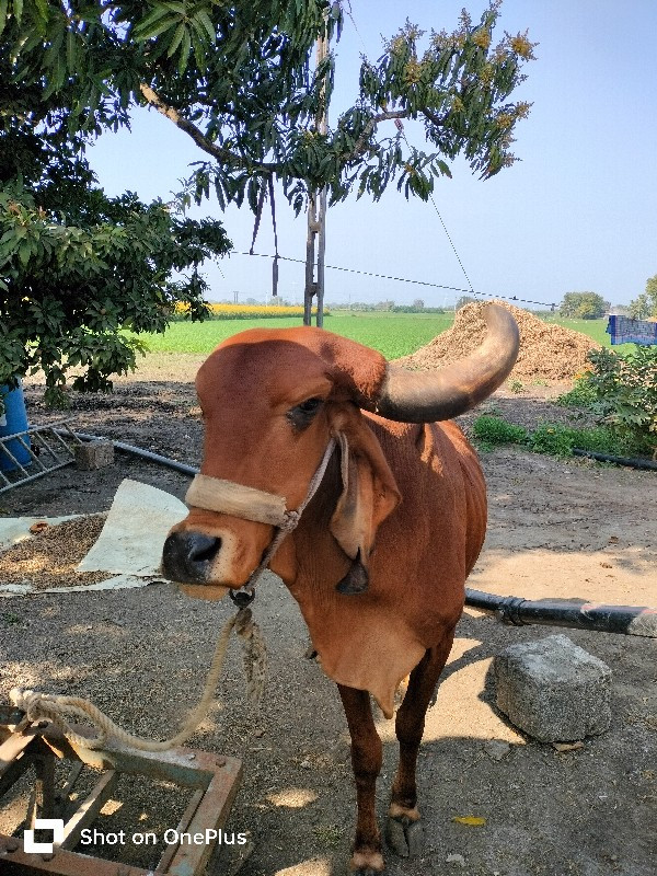 ગાય વેચવાની છે