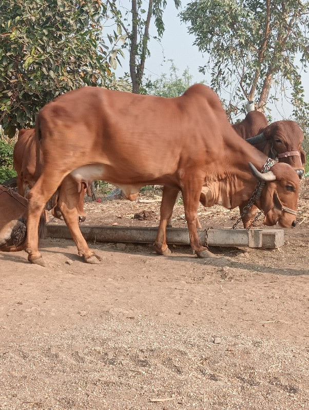 ગાય