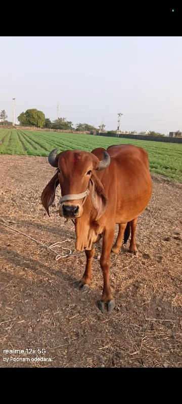 ગાય વેચવાની છે.