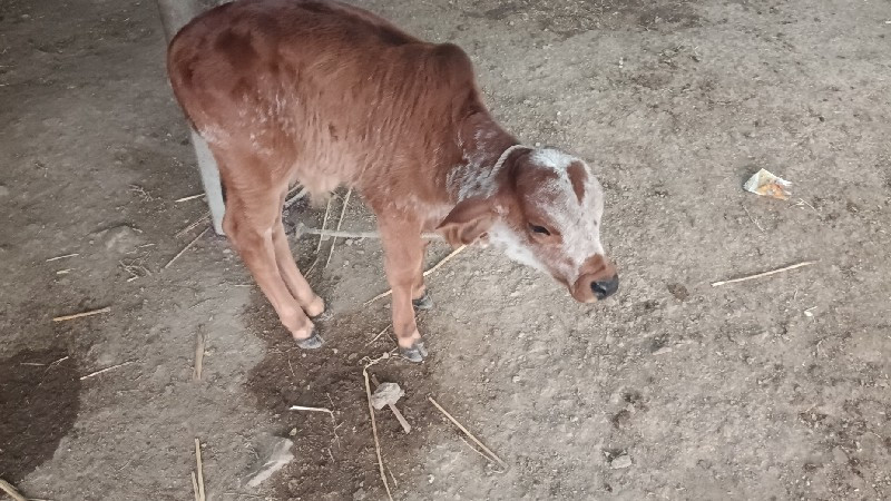 ગાય વેચવાનિછે પ...