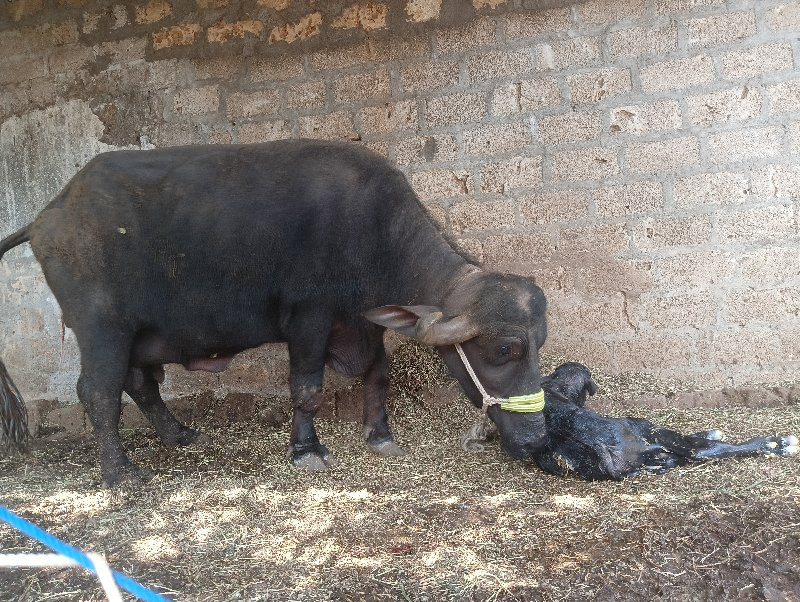 ભેંસ વેચવાની છે