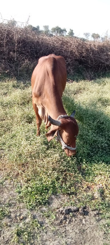 ગાય વેચાવ