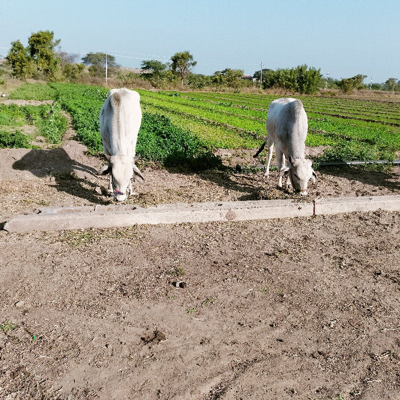 ગોધલા