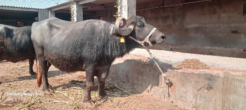 ભેશ વેચવાની છે