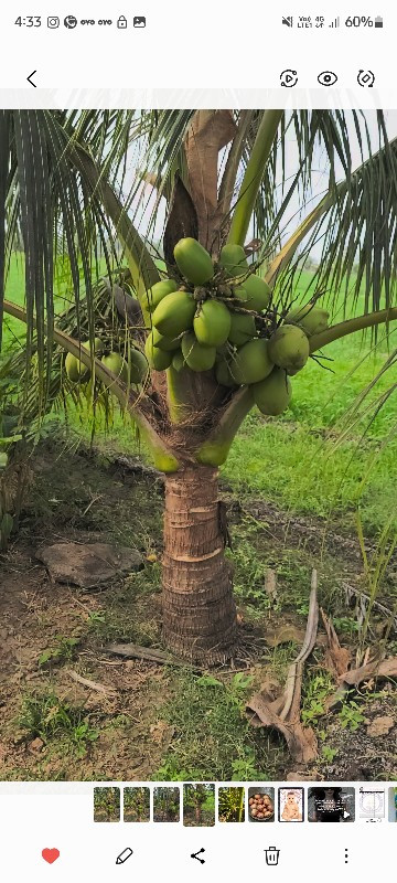 coconut bag dev...