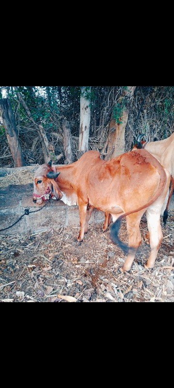 વાસડા વેચવાના છ...