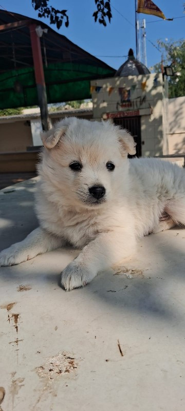 male  puppy Pom...