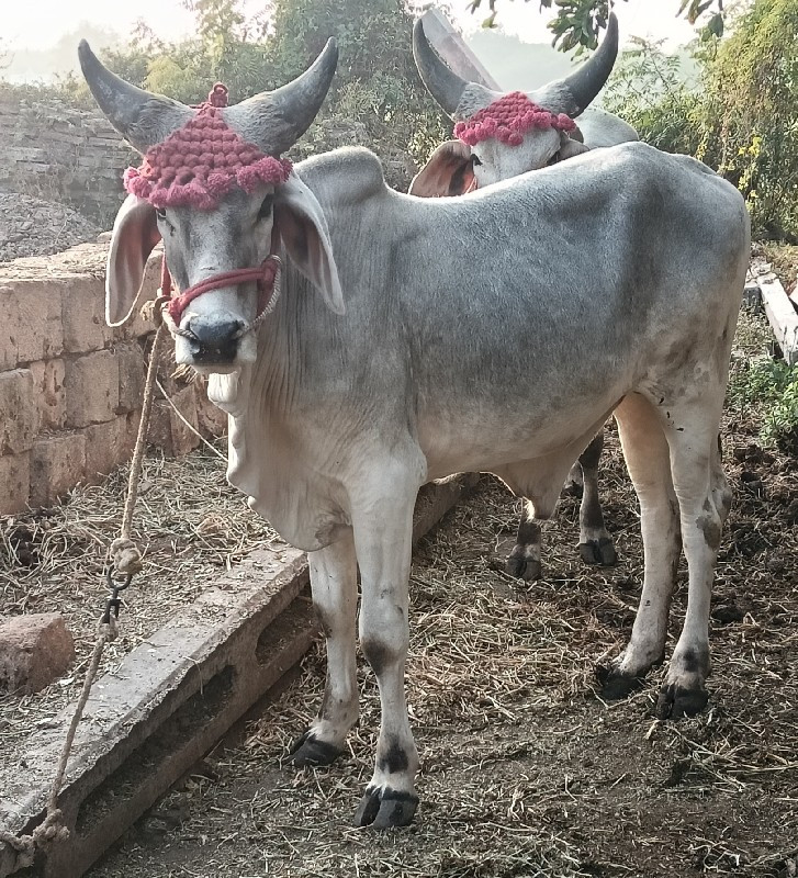 ગોઢલા વેચવા ના...