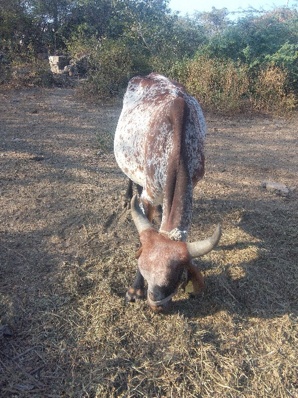 વેચવા નિછે