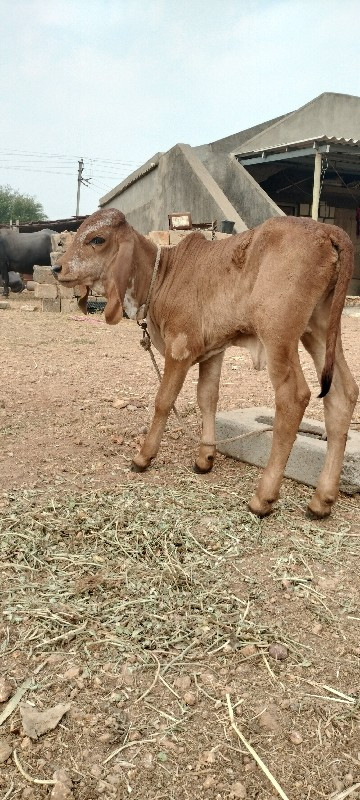 ગાય બેસવાની છે