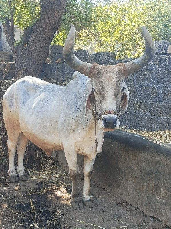 બળદ વેચવા નો છે