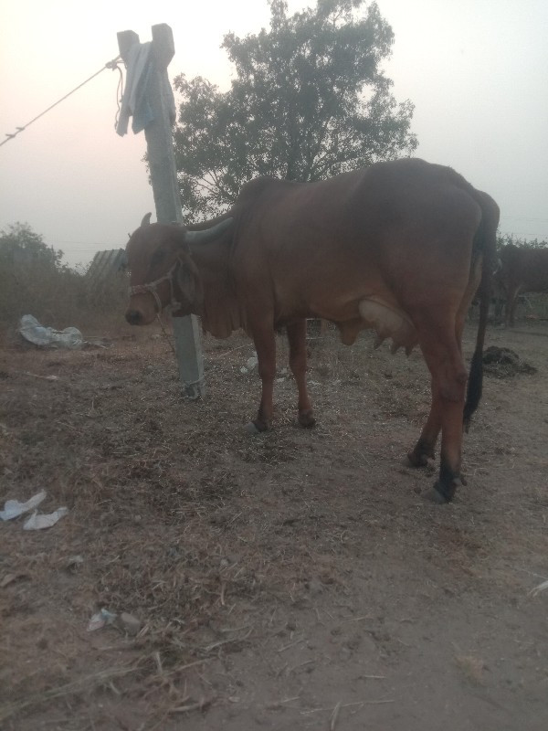 બે ગીર ગાય વેચવ...