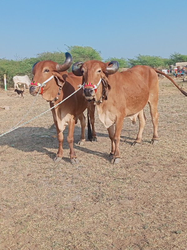 દેવાણી વાઘેલ ફૂ...