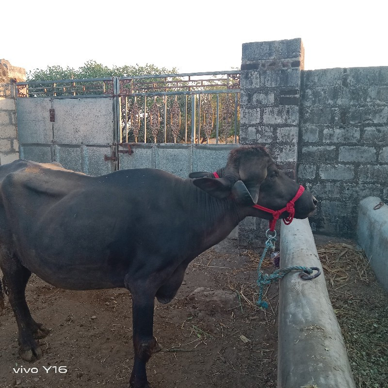 કરેલી વેચવાની છ...