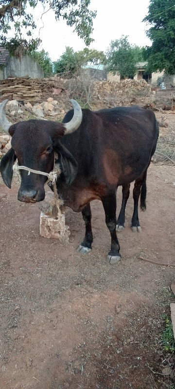 હોડકી વેચવાની છ...