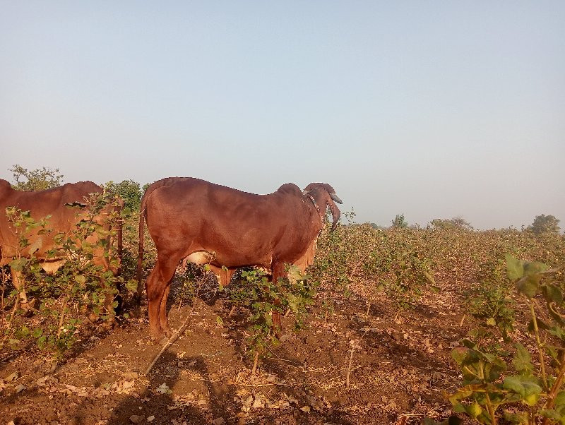 ગાય વેચવાની છે