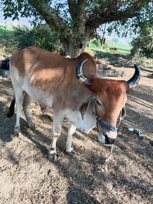 સેવકદેવરીયા  ભા...