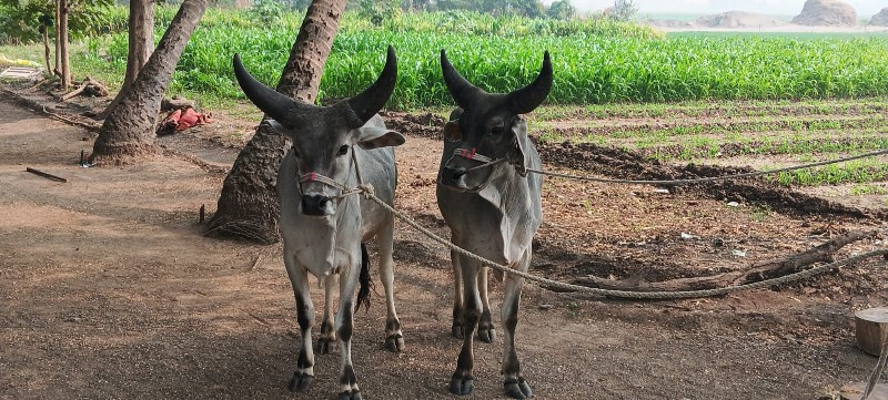 વાછડા