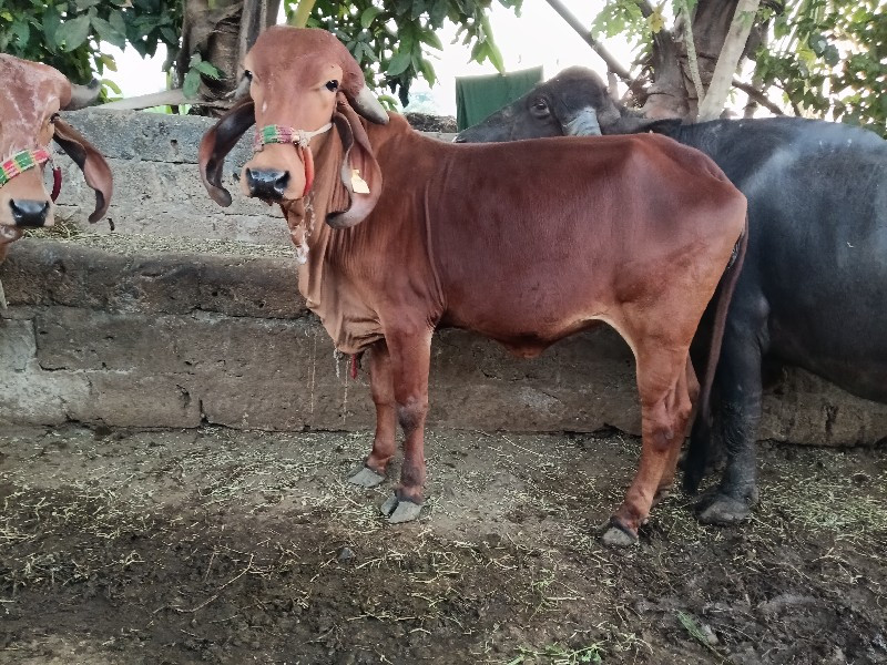 વોરકી વેચવાની છ...