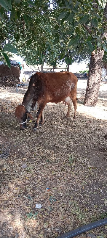 ગાય વેસવા ની છે