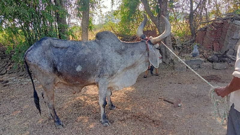 બળદ વેચવાનો છે