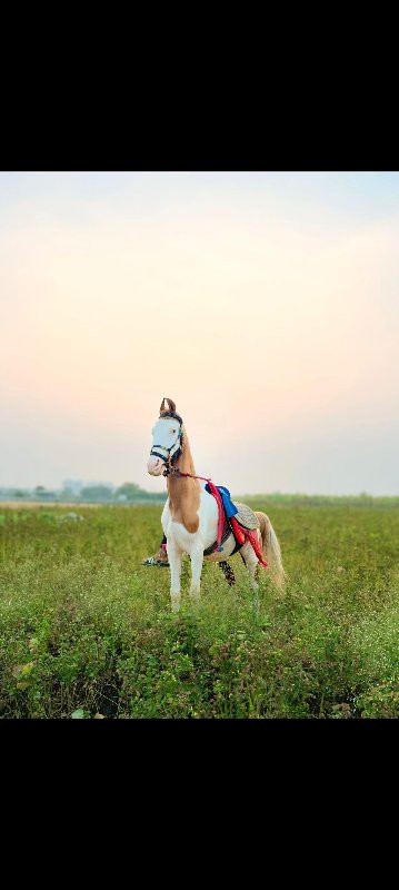 ઘોડી વેસવા ની સ...