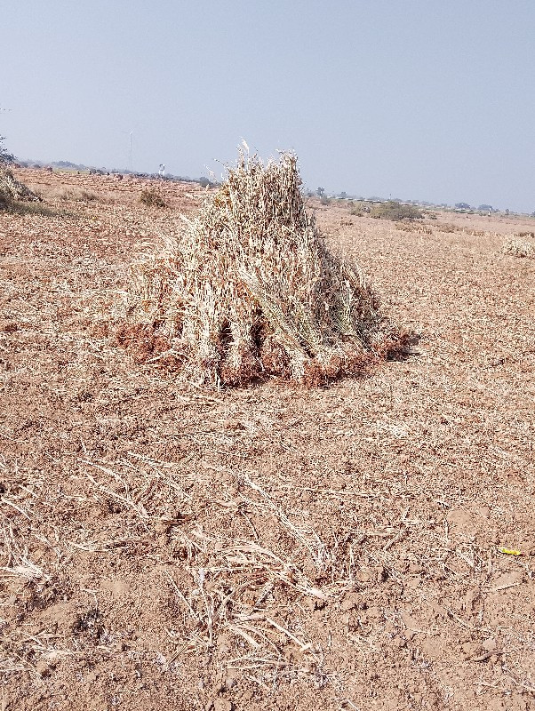 ધન વિજાની જાળ છ...