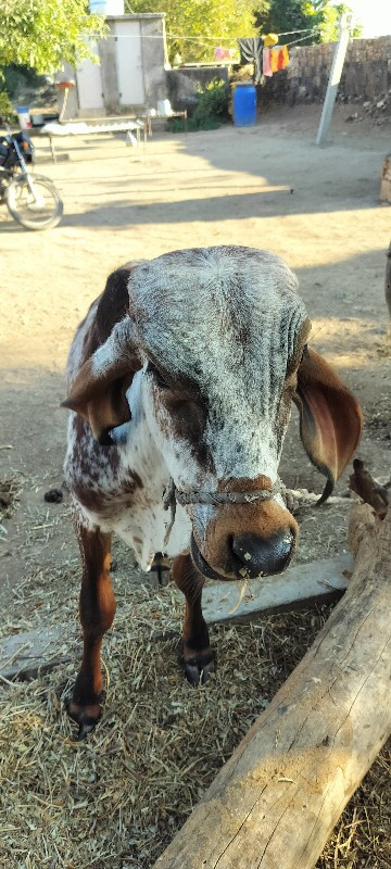 વાછડો આપવાનો છે...