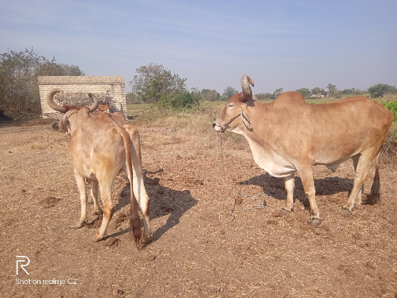 બે બળદ વેંચવા ન...