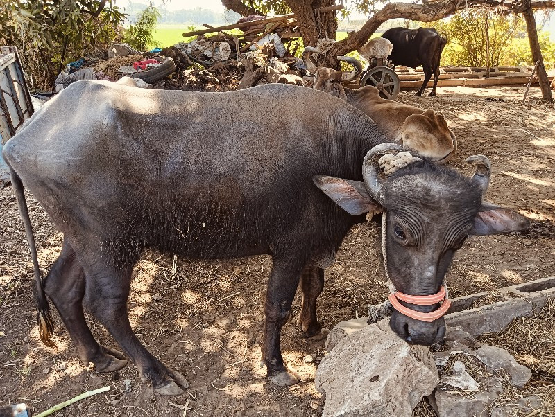 ખડેલી વેચવાની છ...