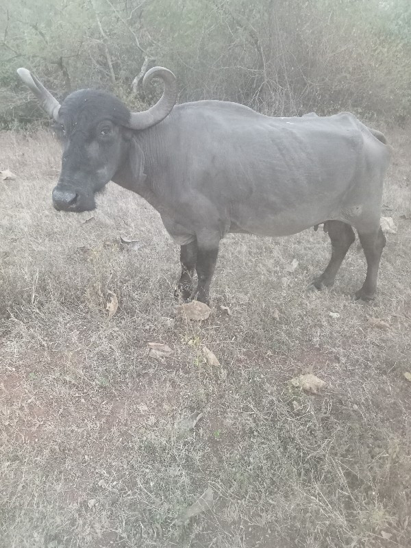 બે ભેહુ વેસવા ન...