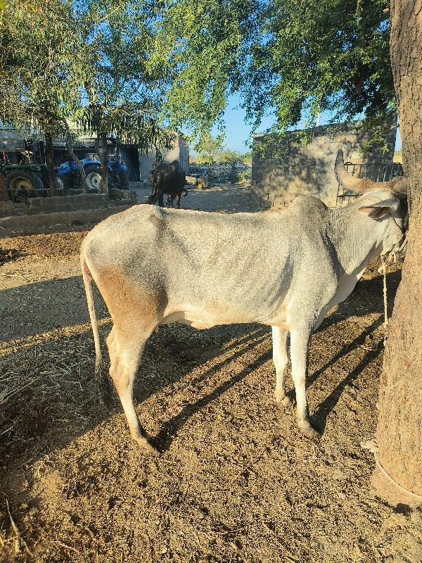 કાંકરેજી ગાય વે...