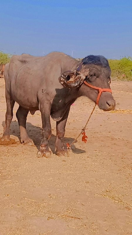 કરેલી વેચવાની છ...